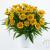Coreopsis bright touch.jpg